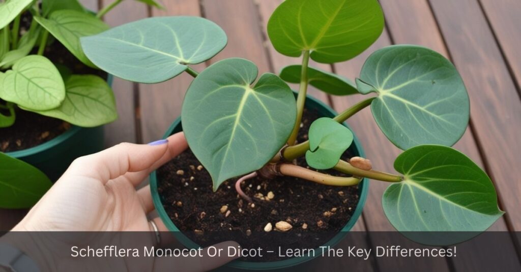 Schefflera Monocot Or Dicot